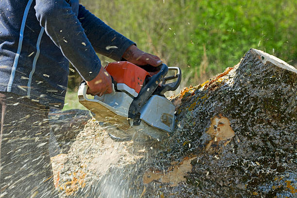 Best Arborist Consultation Services  in St Croix Falls, WI