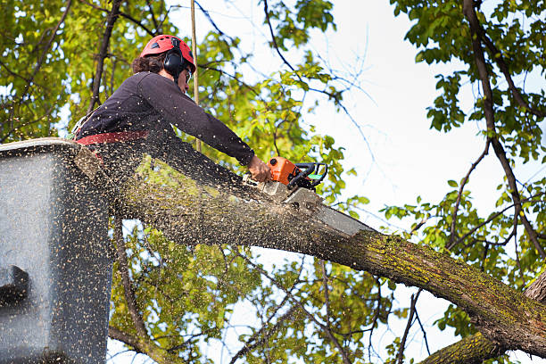 How Our Tree Care Process Works  in  St Croix Falls, WI